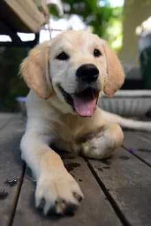 Foto original de Biscuit, Golden Retriever, antes del retrato