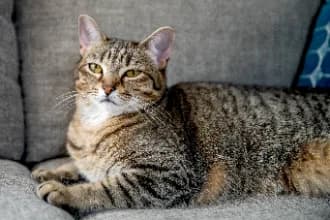 Foto original de Milo, Gato Atigrado, antes del retrato