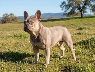 Foto original de Luna, Bulldog Francés, antes del retrato