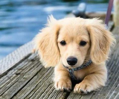 Foto original de la mascota antes de convertirse en retrato